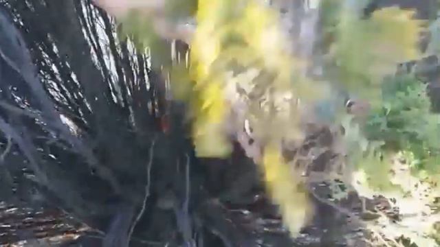 Актау. Туи. 10 лет после посадки смотреть онлайн