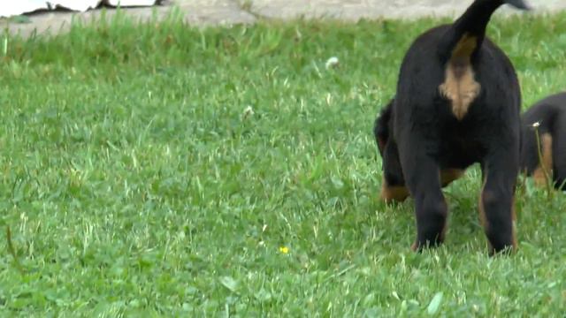 Баха, Бриза, Блэйд Шварцер Хельд, 45 дней смотреть онлайн