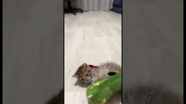Монтик на охоте 🦁 он так любит эти игрушки 🧸 смотреть онлайн