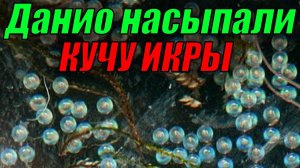 Результаты нереста аквариумных рыбок данио