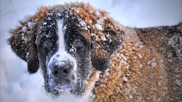 Мы в ответе за тех, кого приручили | We are responsible for those we have tamed смотреть онлайн