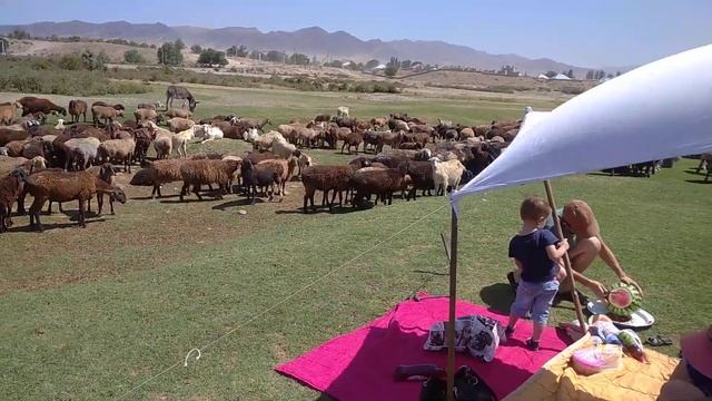 Отара овец украсила наш отдых на берегу р.Талас за ГРЭСом смотреть онлайн