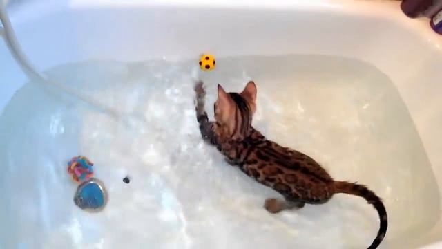 Водоплавающий бенгал