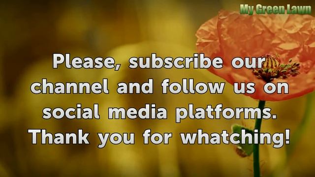 How to Prune Magic Carpet Spirea смотреть онлайн