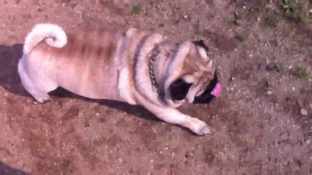 Мопс-бегемот-2 (1год спустя) смотреть онлайн