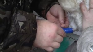 Реанимация курицы