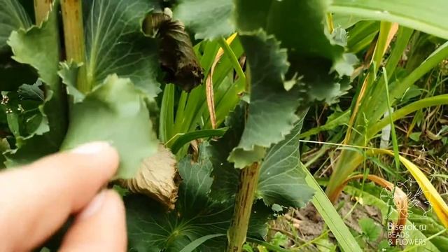 Синеголовник / Eryngium смотреть онлайн