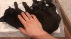 ? Как помочь кошке во время родов? Принимаем роды у кошки! Мими рожает