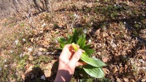 Черемша и чемерица, в чем разница.