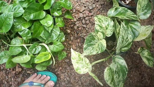 8 Different types of money Plants in my house смотреть онлайн
