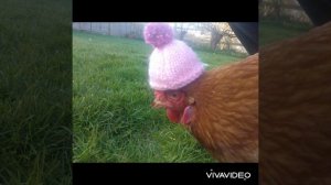 Как кудахчет курица. Как кудахчет петух. Звук курицы. Звук петуха. Звуки птиц. Chicken sound.