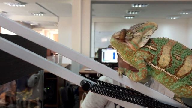 Жизнь хамелеона "НяшныйКостя" Коварный червяк схватил за глаз Хамелеона смотреть онлайн