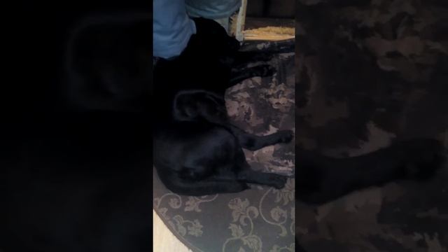 Собакам тоже снятся сны! смотреть онлайн