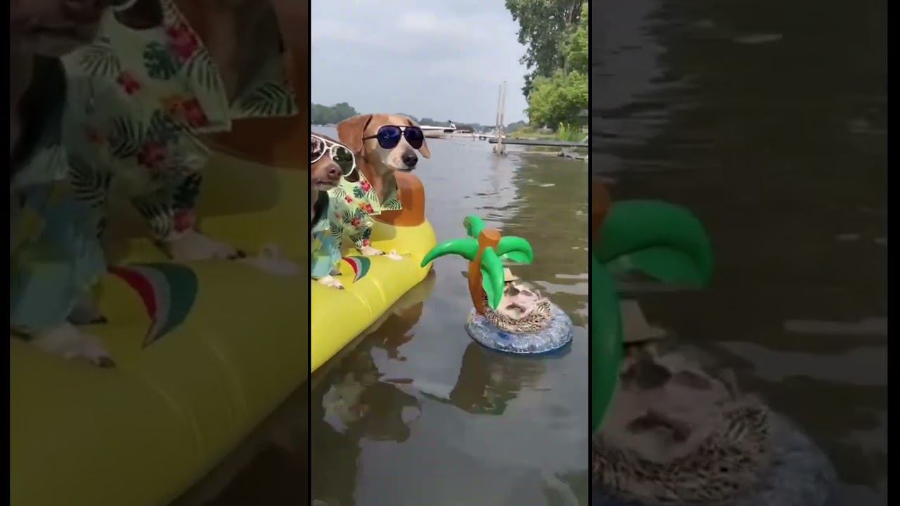 Нормальная такая тусовочка ))) смотреть онлайн