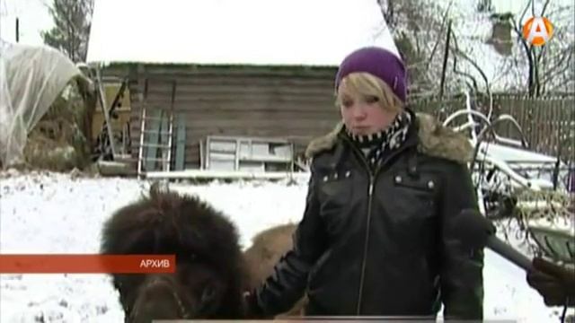 Верблюд Талисман смотреть онлайн