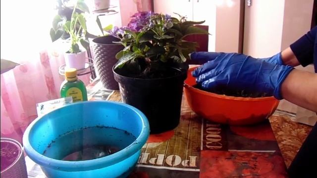 Гортензия макрофилла - пересадка, уход. Содержание в домашних условиях. смотреть онлайн