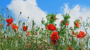 ВИА "Цветы" - Есть глаза у цветов