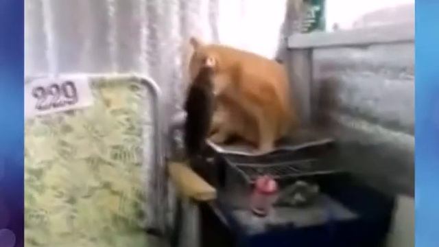 крыса беец смотреть онлайн