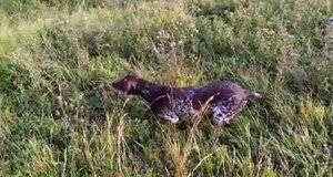 Охота на перепела в предгорьях Северного Кавказа 2024