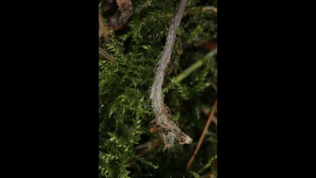 Mycena galopus смотреть онлайн