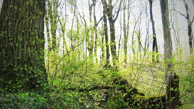 Красота Голосеево. Озеро Дидоровка. Часть 2. смотреть онлайн