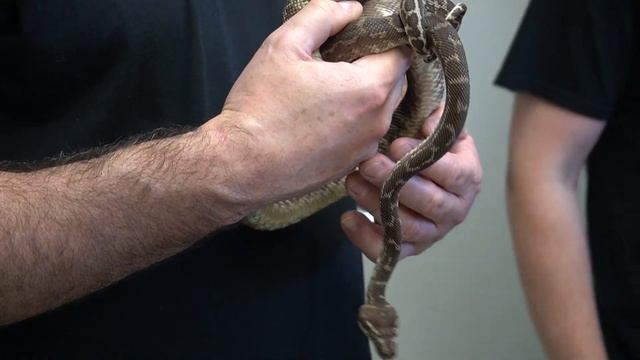 Phoenix Reptiles Chondro Collection with Bill Stegall! смотреть онлайн