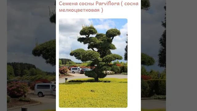 Семена сосны Parviflora ( сосна мелкоцветковая ) купить продать смотреть онлайн