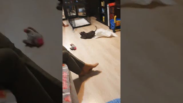 американский стаффордширский терьер смотреть онлайн