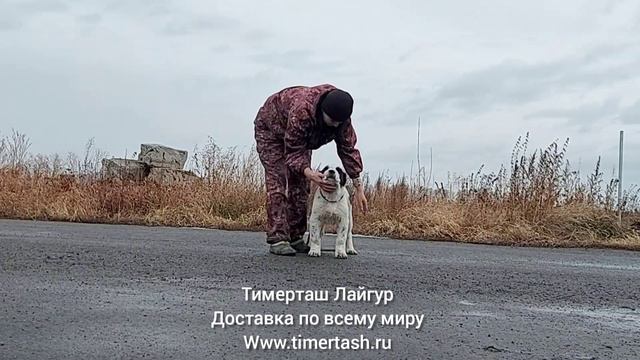 ТИМЕРТАШ ЛАЙГУР 2 месяца щенок алабай Среднеазиатская овчарка Дсавка по всему миру +79048881825 vib смотреть онлайн