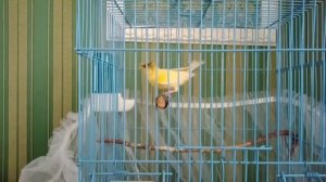 Тыква для канареек. Кенар чубатый.