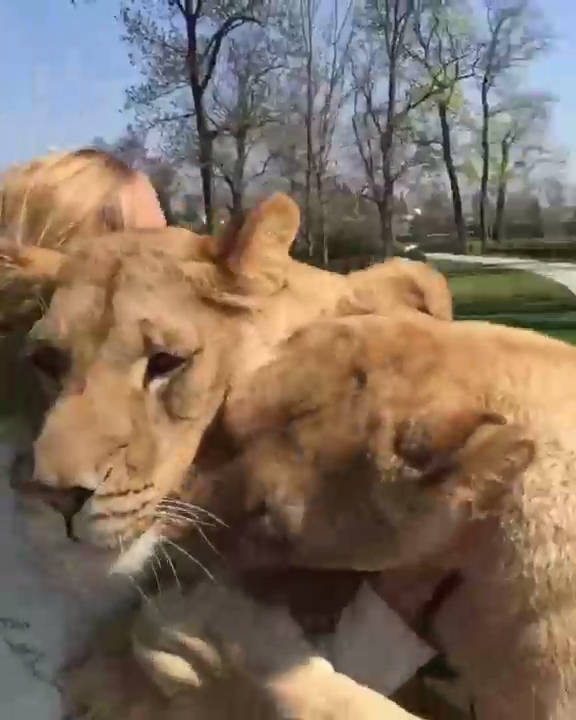 В объятиях львиц смотреть онлайн