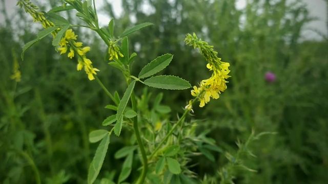 До Соленого озера обратно грунтами..Парк Левобережный. Красота природы. смотреть онлайн