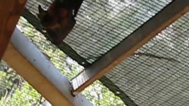 Летающие лисы- парк Гуру смотреть онлайн