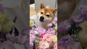 Барнюша поздравляет всех женщин планеты с 8 марта 🌺🌸🌼
Ваша Юлия Жирова❤️
#8марта #поздравление