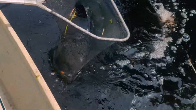 HEAVYCOVER TOMAN | MISI MENCARI BLACK смотреть онлайн