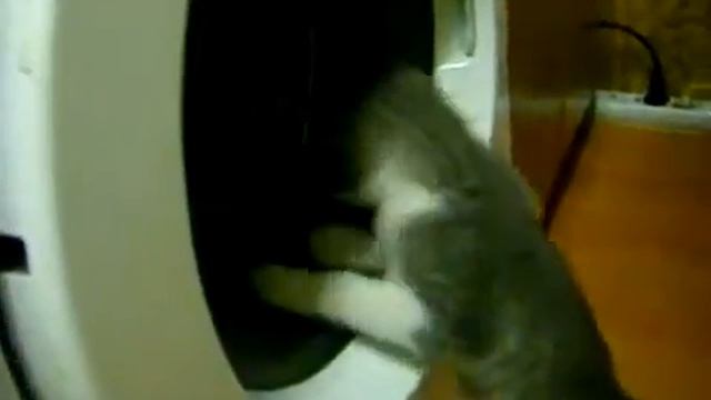 котик изучает управление стиральной машиной ржачь смотреть онлайн