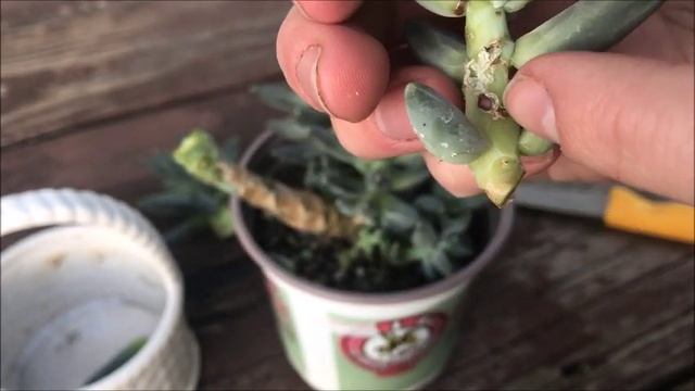 Succulent Propagation Harvest--Pachyphytum Compactum?| Leaf & Cuttings // Angels Grove Co