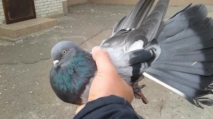 Мои Николаевские голуби родом с Донбасса.