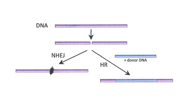 RNA Therapeutics and DNA Editing | Jennifer Doudna смотреть онлайн