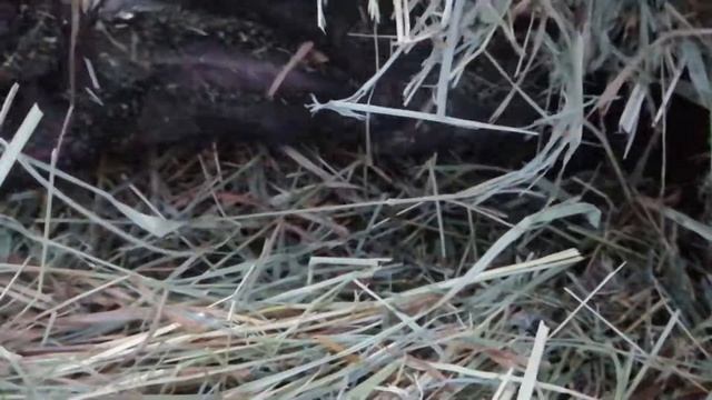 Содержание кроликов: умный кролик смотреть онлайн