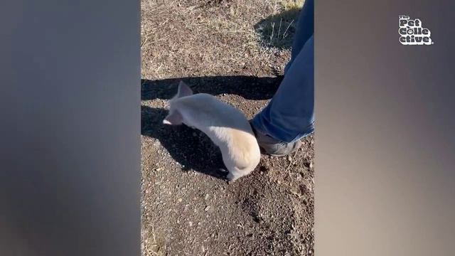 милота смотреть онлайн