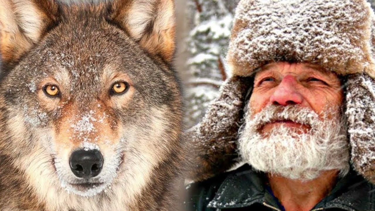 52 СТАРИК И ВОЛК - Абазинская Сказка - Читает Вера Пушкарская смотреть онлайн