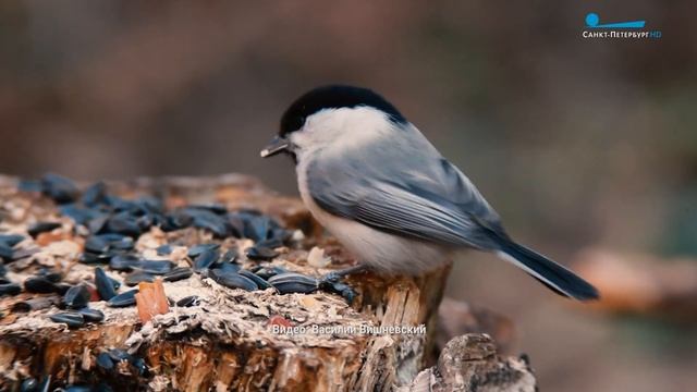 Дикие выходные с Павлом Глазковым. Парк «Сергиевка» смотреть онлайн