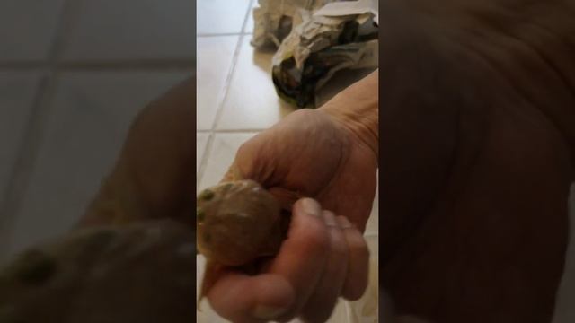 New Addition : Unboxing Budgett's Frog Baby смотреть онлайн