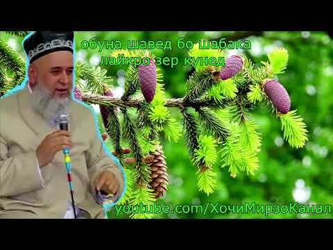 ХОЧИ МИРЗО - ГУШТИ АСП ХАЛОЛАЙ_ САВОЛУ ЧАВОБ