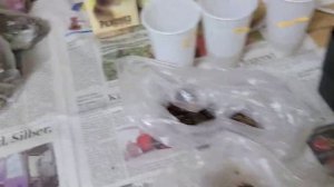 Делаем новую БАРМАТУХУ Дзамболата дома .( Продаю семена томатов)