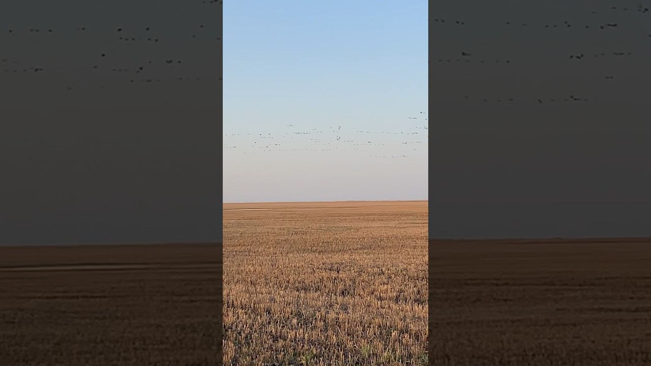 Гуси перелет #hunting #гусь смотреть онлайн