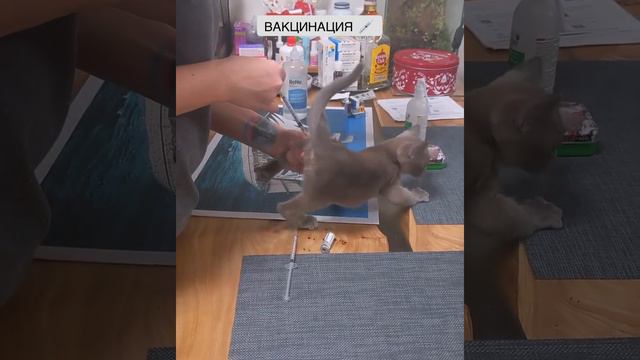 Вакцинация бурманских котят. Помёт «Z5». Питомник Freya Way смотреть онлайн