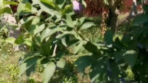 Влог: Купили дом на юге. Глаза боятся, а руки делают ломаем старый сарай.