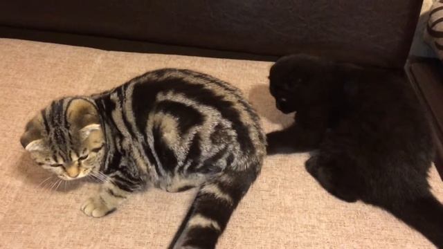 Шотландская вислоухая девочка, черного окраса. смотреть онлайн